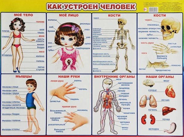 Строение тела человека для детей