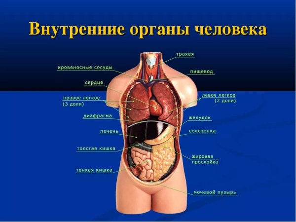 Схема строения тела человека с внутренними органами