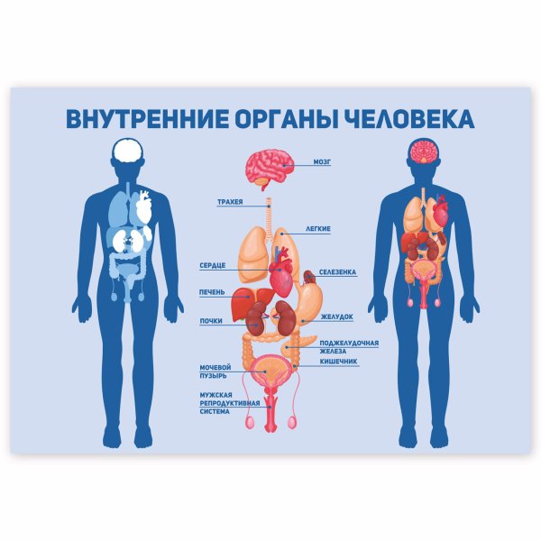 Внутренние органы человека