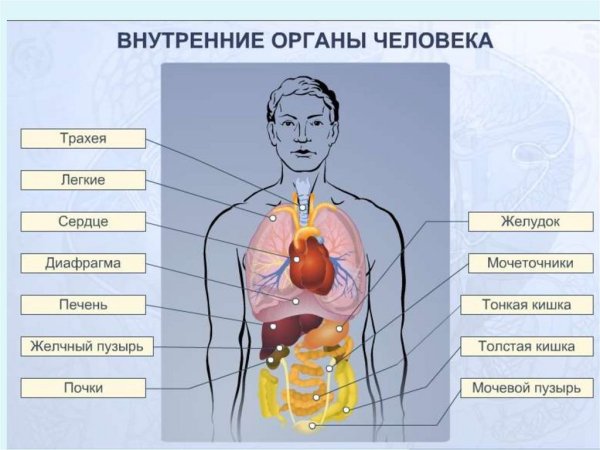 Внутреннее строение человека таблица