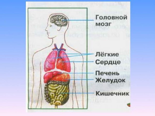 Внутреннее строение человека 2 класс