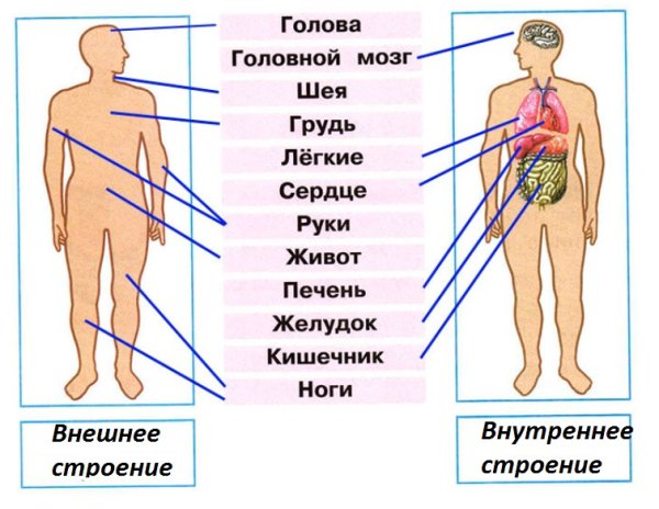 Внешнее и внутреннее строение человека