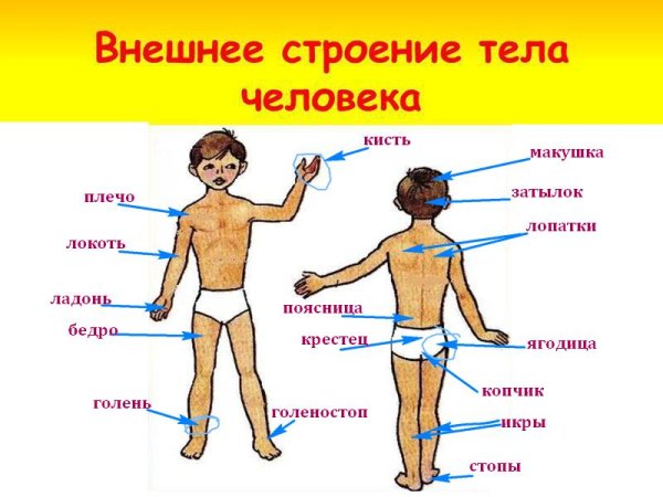 Внешнее и внутреннее строение человека