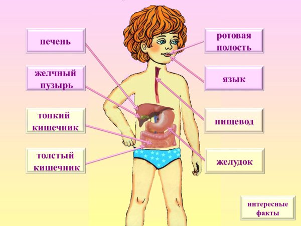 Органы пищеварительной системы человека 3 класс окружающий мир