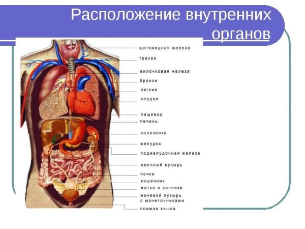 Схема строения тела человека с внутренними органами