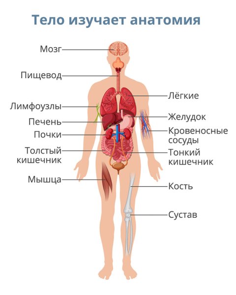 Как устроено тело человека