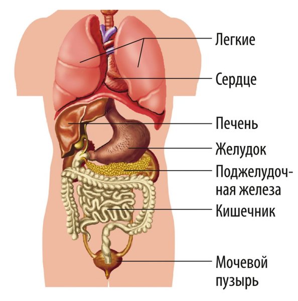 Внутренние органы человека