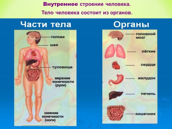 Строение организма человека