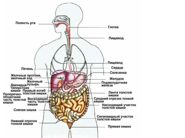 Строение человека внутренние органы мужчины спереди