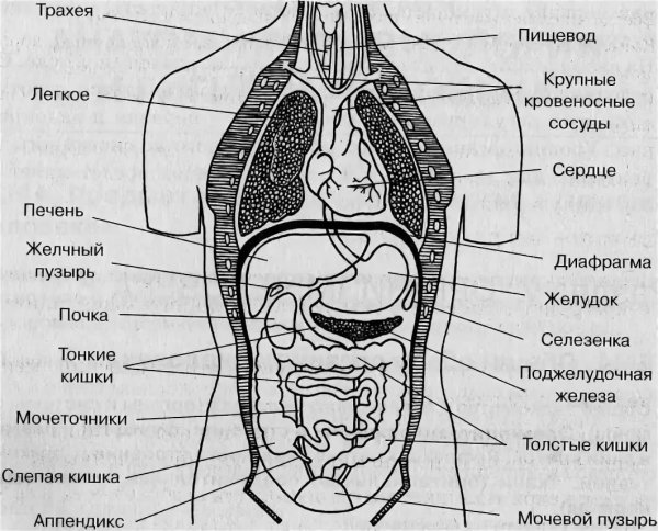 Схема органов брюшной полости человека