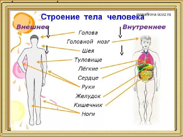 Организм человека 3 класс школа России схема