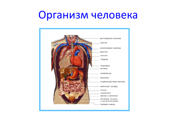 Строение внутренних органов человека строение