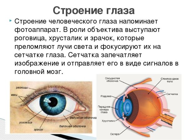 Зрение строение глаза