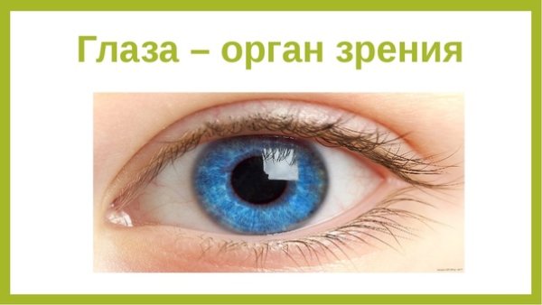 Орган зрения картинки