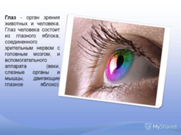 Глаза орган зрения