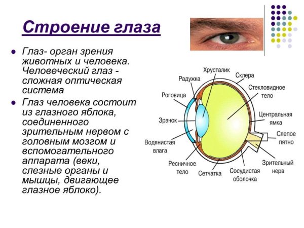 Структуры и функции органы зрения