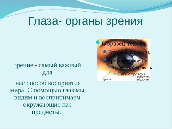 Органы чувств орган зрения
