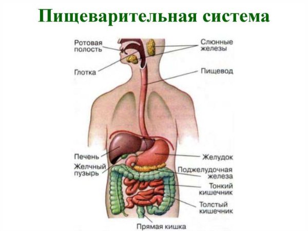 Органы пищеварительной системы схема
