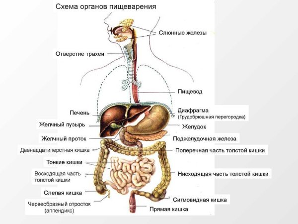 Система пищеварения схема