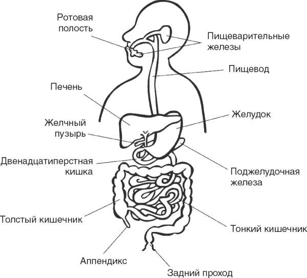 Система органов пищеварения схема