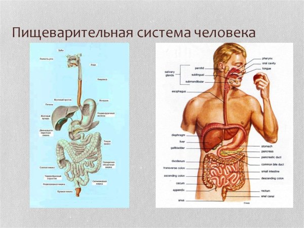 Картинки пищеварительная система человека (42 фото)