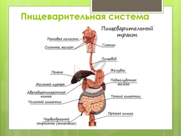 Строение пищеварительной системы человека схема