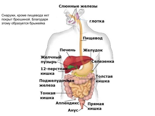 Строение пищеварительной системы человека схема