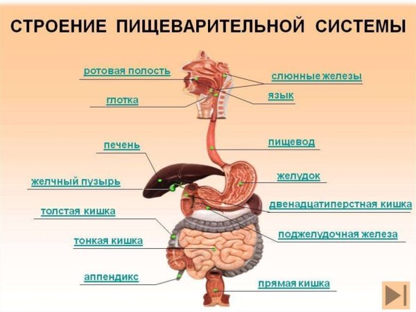 Схема строения пищеварительной системы