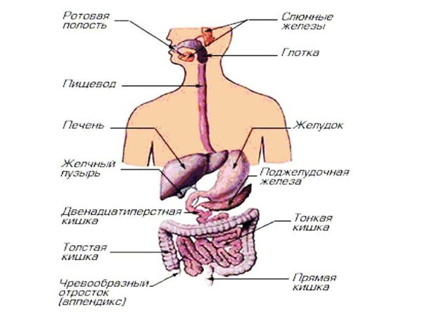 Внутреннее строение человека пищеварительная система