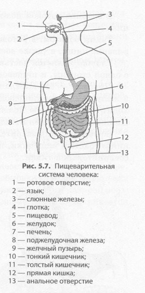 Схема строения пищеварительной системы