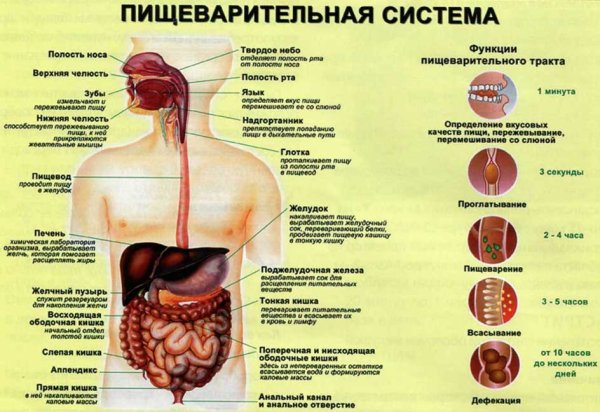 Пищеварительная система человека строение и функции отдела