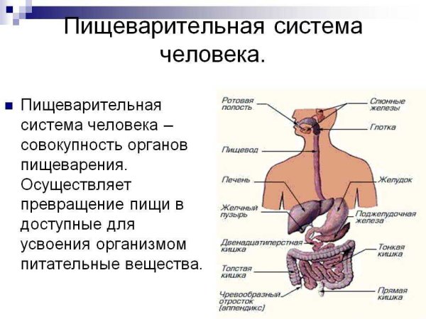 Органы пищеварительной системы человека