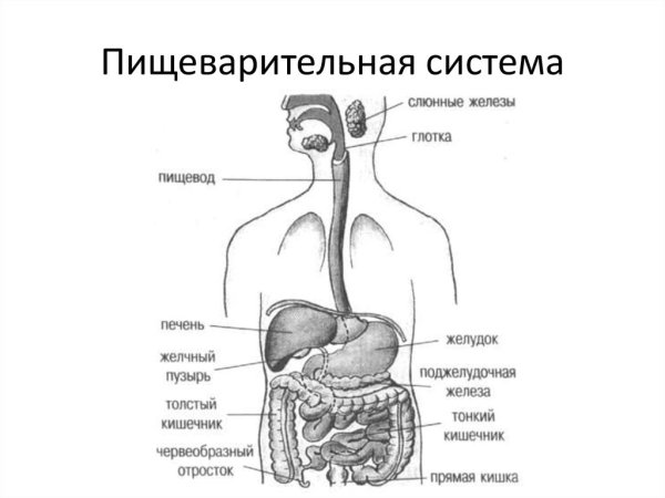 Общий план строения пищеварительной системы человека анатомия