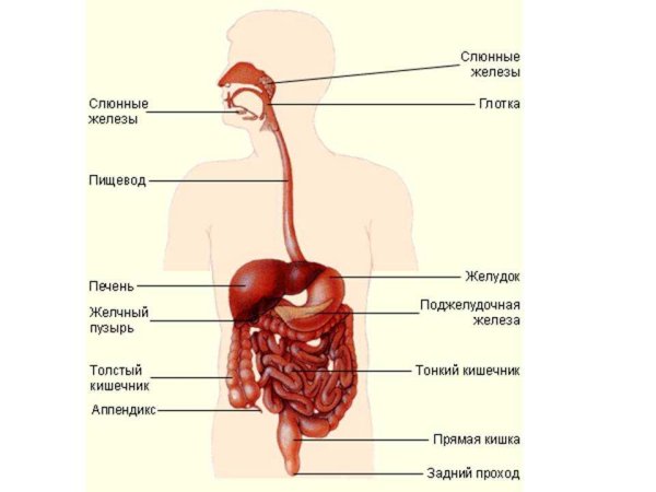 Анатомия человека органы желудочно кишечный тракт