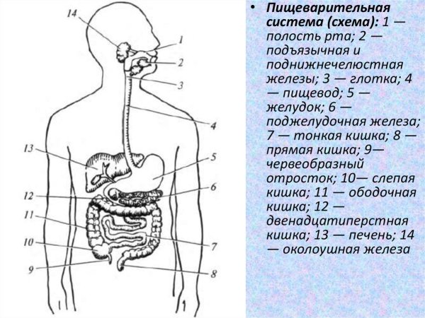 Строение пищеварительной системы человека схема