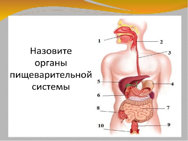 Органы пищеварительной системы человека 8 класс биология