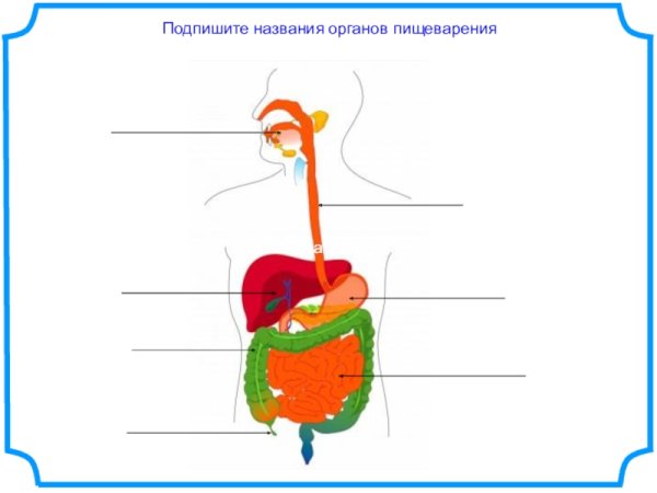 Схема пищеварительной системы 3 класс окружающий мир