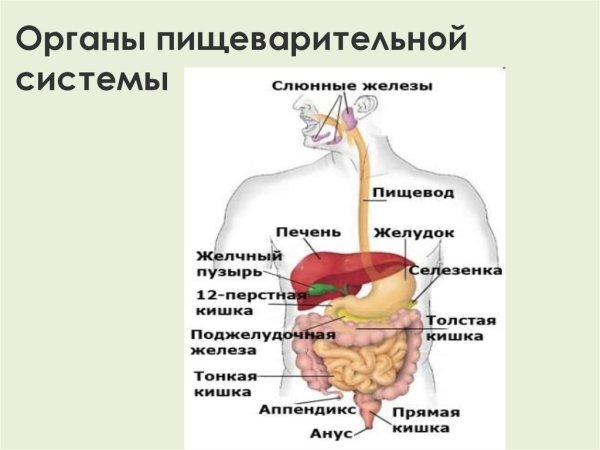 Строение пищеварительной системы человека схема движение пищи