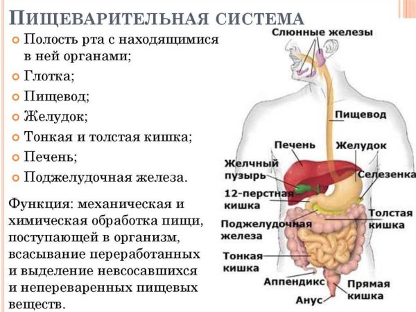 Строение органов пищеварительной системы человека