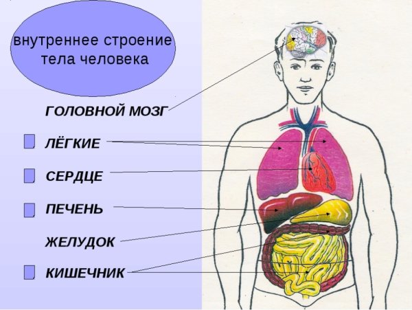 Анатомия человека внутренние органы