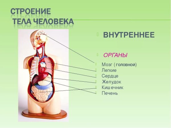 Строение организма человека