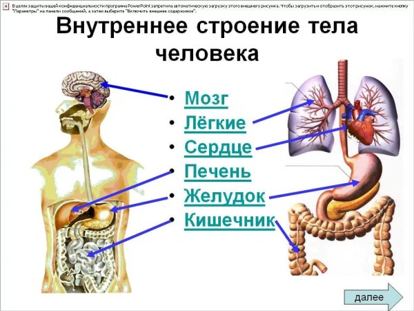 Анатомия внутренних органов человека строение внутренних органов