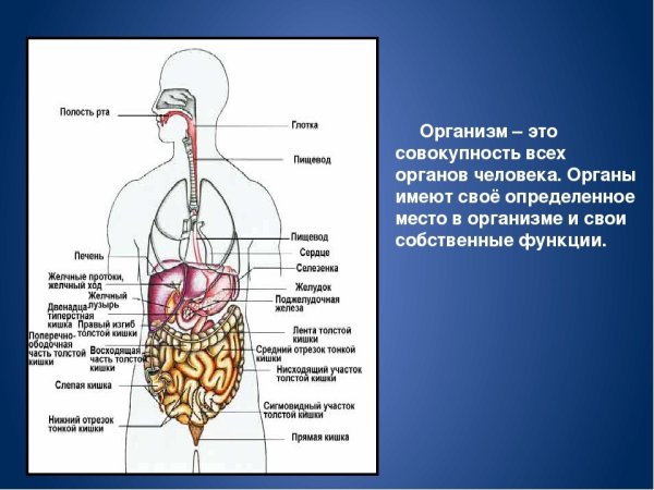 Строение человека внутренние органы