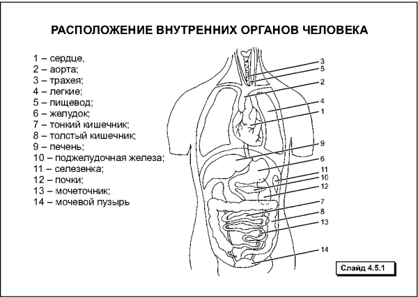 Органы человека расположение в картинках вид сзади