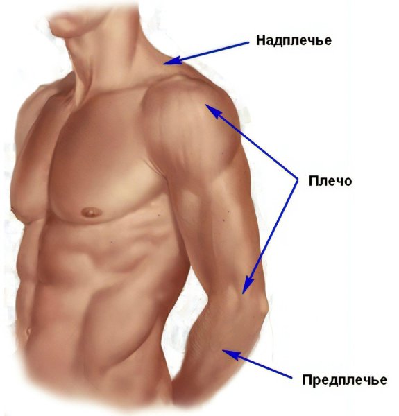Плечо и предплечье анатомия