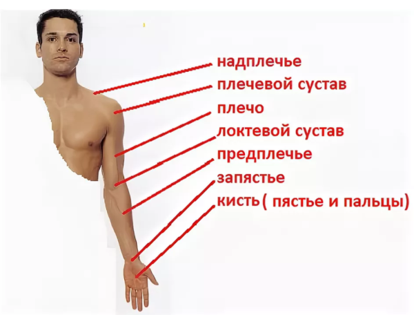 Анатомия руки плечо предплечье
