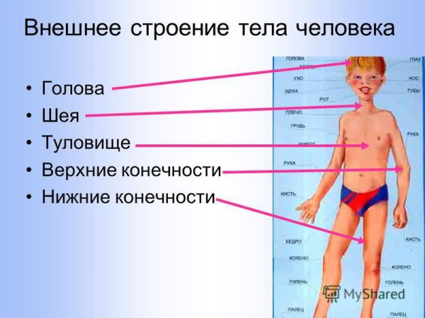 Строение тела человека