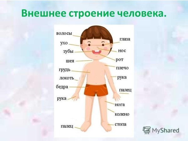Строение человека