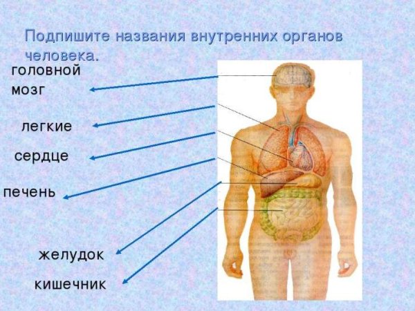 Строение человека