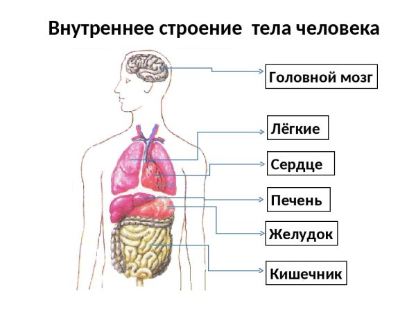 Структура строения человека